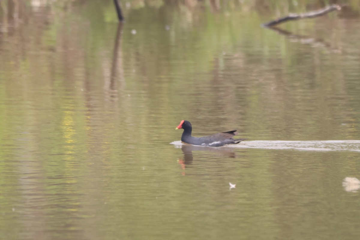 Common Gallinule - ML643798494