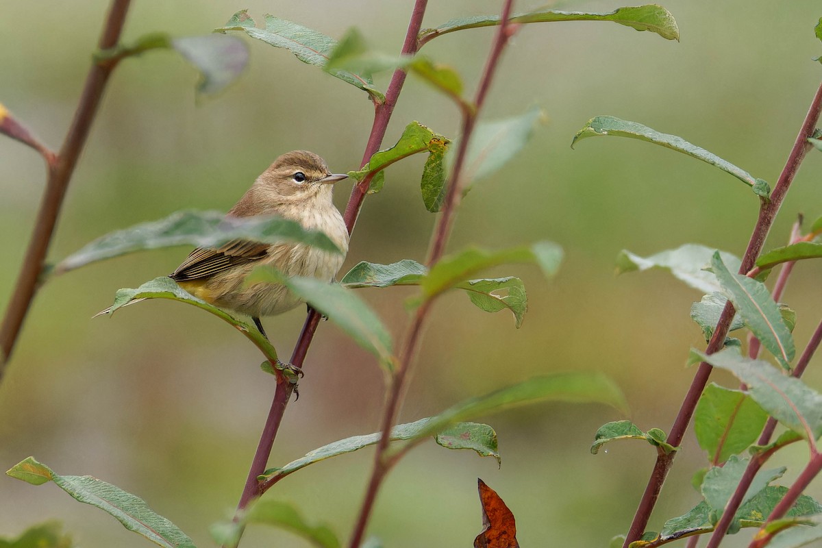 Palm Warbler (Western) - ML643798496