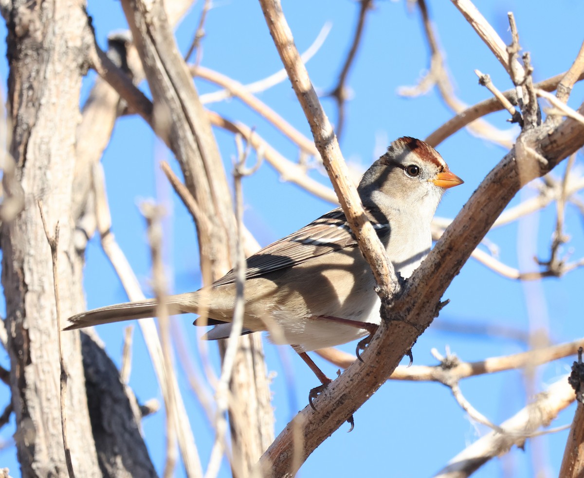 White-crowned Sparrow - ML643798498
