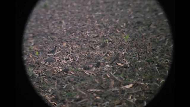 European Golden-Plover - ML643798501