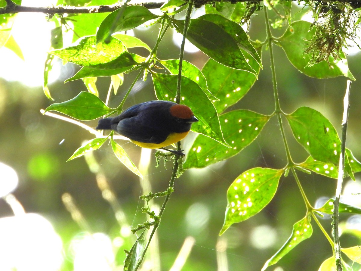Tawny-capped Euphonia - ML643798506