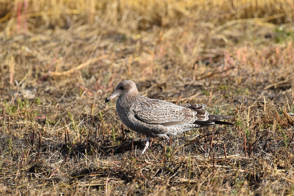 racek jezerní - ML643798513