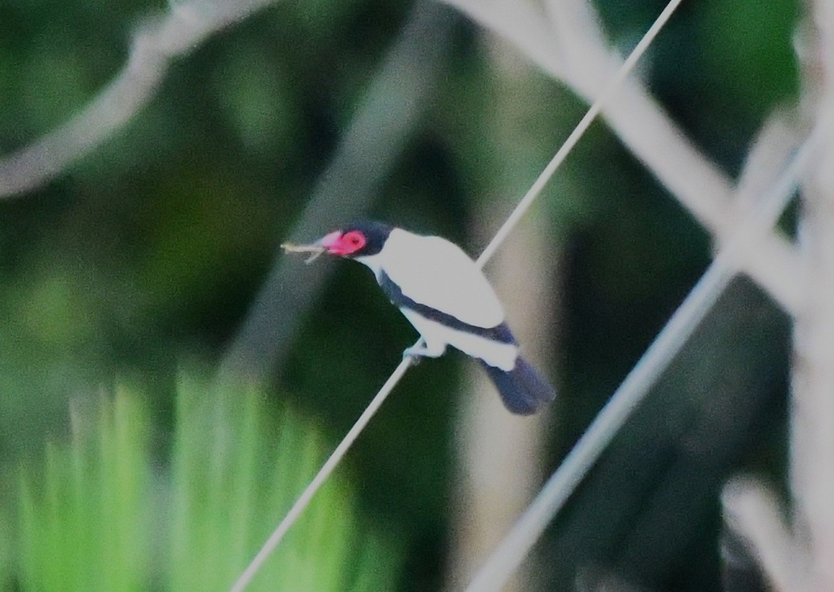 Black-tailed Tityra - ML643798516