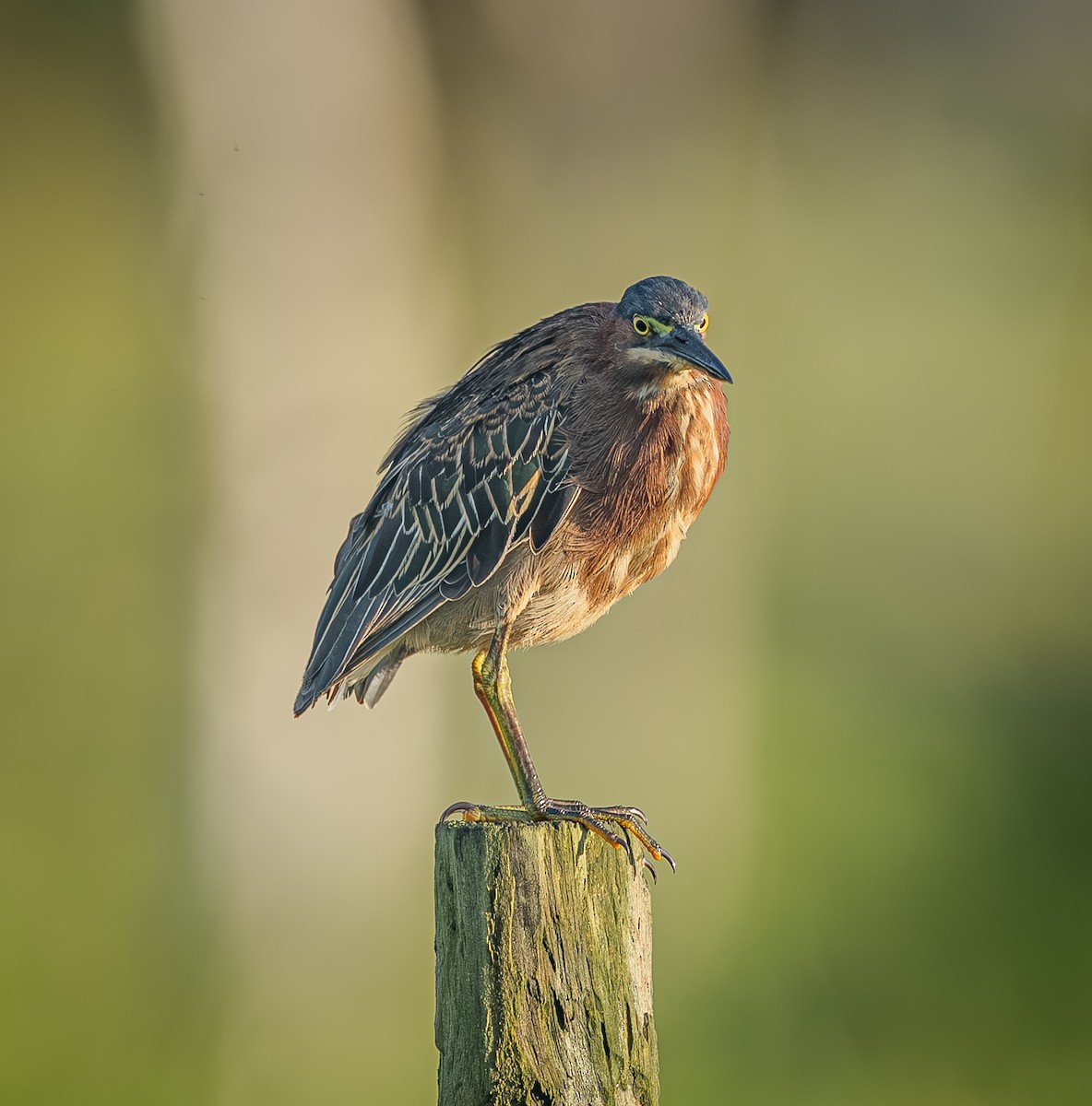 Green Heron - ML643798517