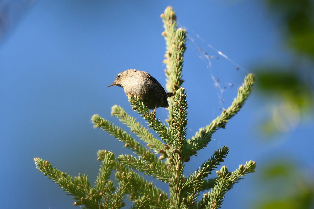 Winter Wren - ML643798518