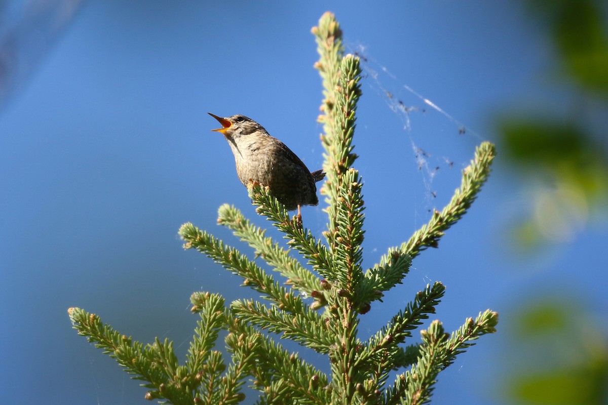 Winter Wren - ML643798521