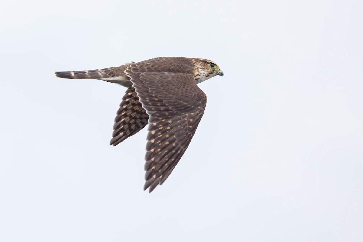 Підсоколик малий (підвид columbarius) - ML643798539
