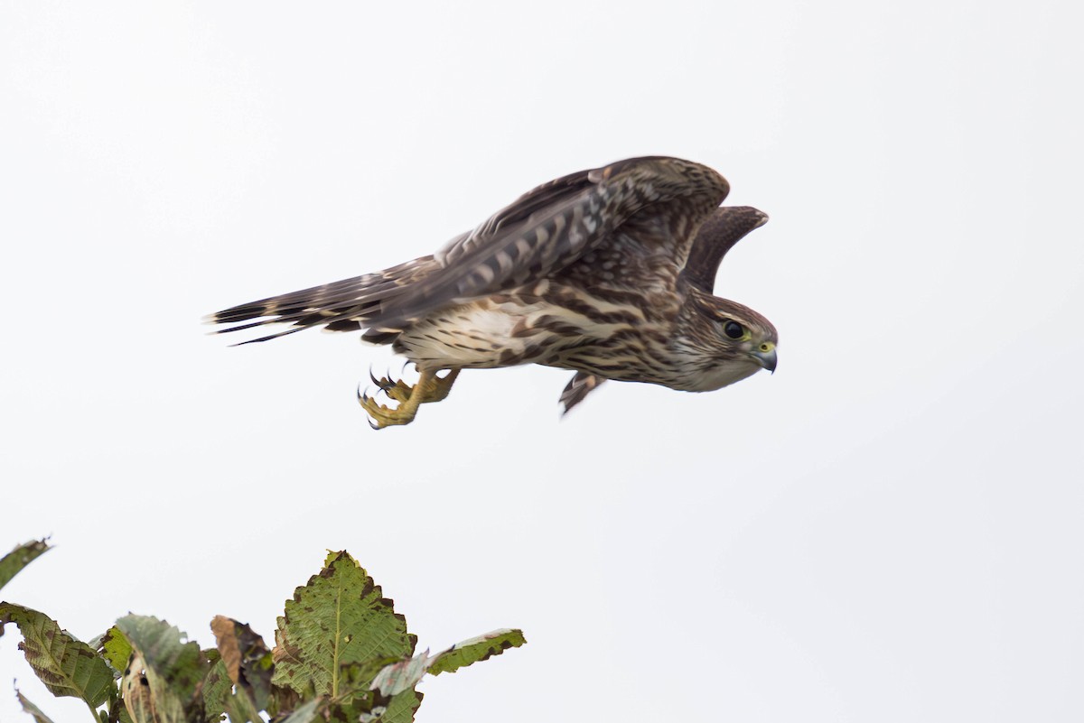 Підсоколик малий (підвид columbarius) - ML643798540