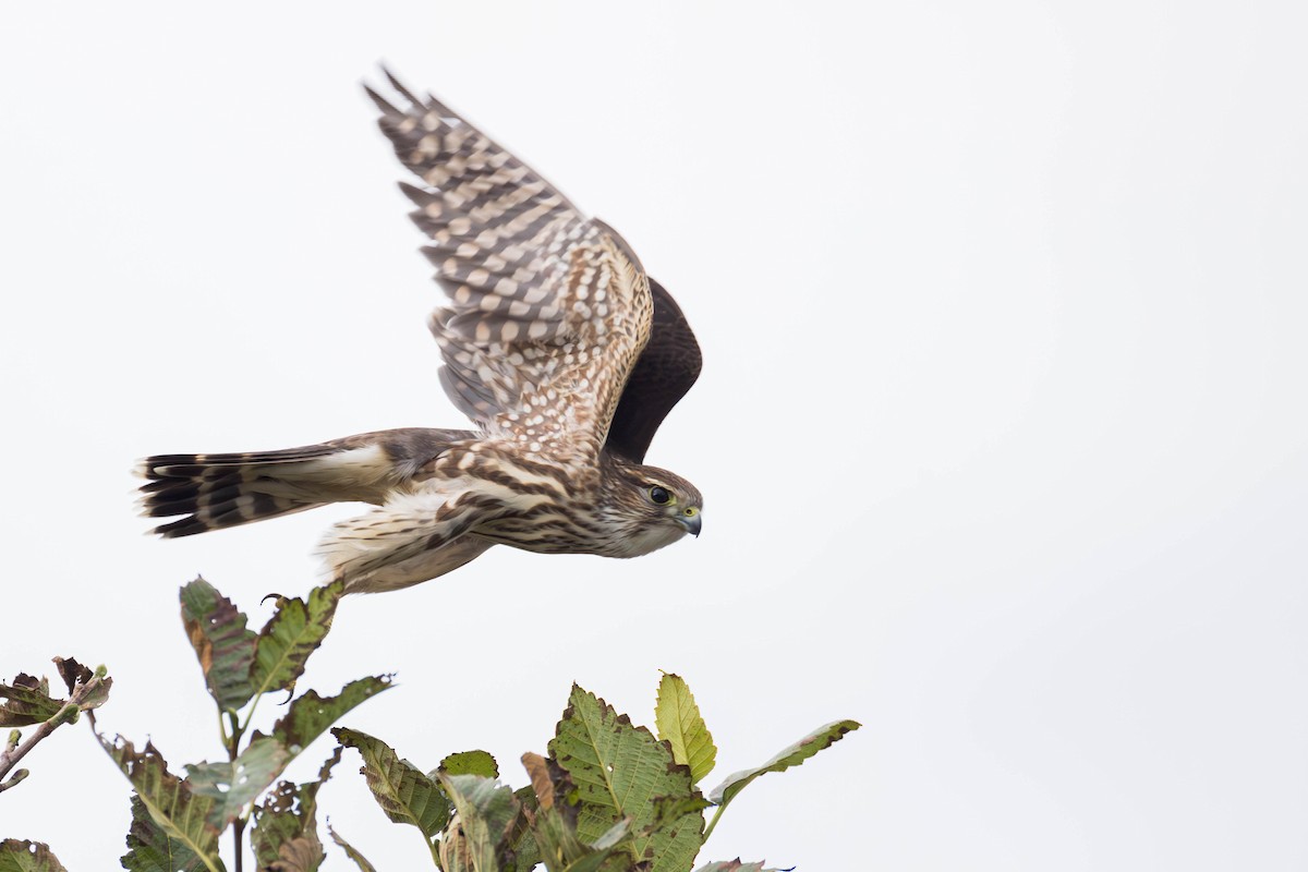 Підсоколик малий (підвид columbarius) - ML643798541