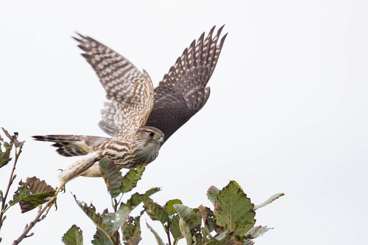 Підсоколик малий (підвид columbarius) - ML643798543