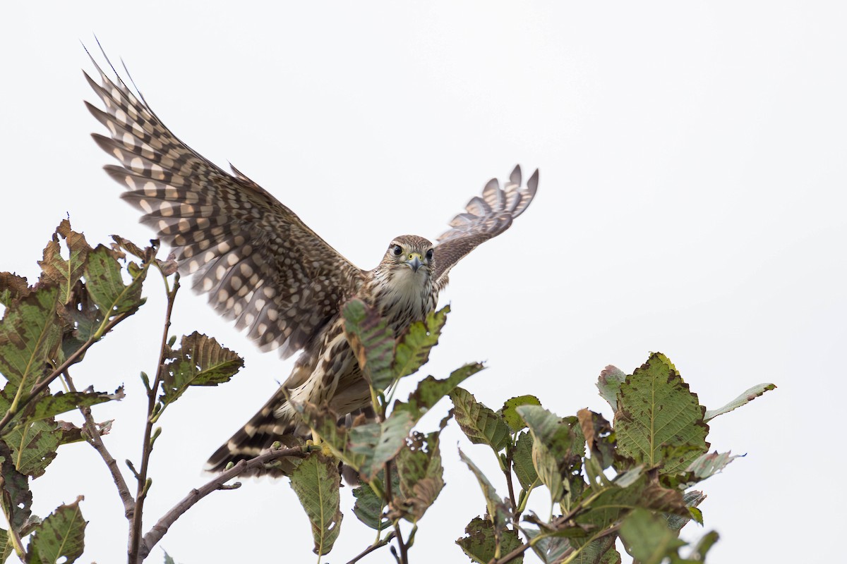 Підсоколик малий (підвид columbarius) - ML643798545