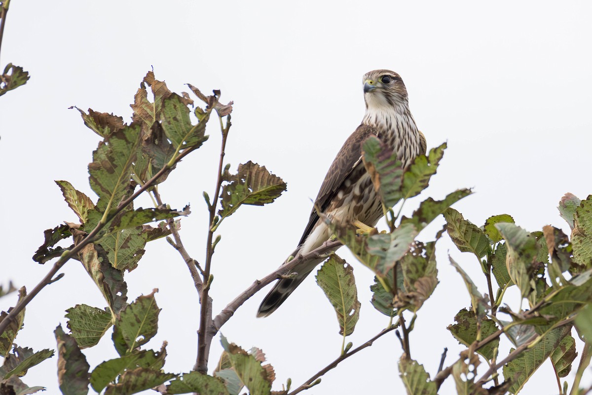 Підсоколик малий (підвид columbarius) - ML643798546