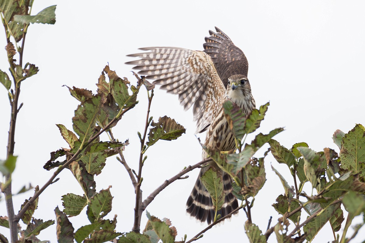 Підсоколик малий (підвид columbarius) - ML643798548