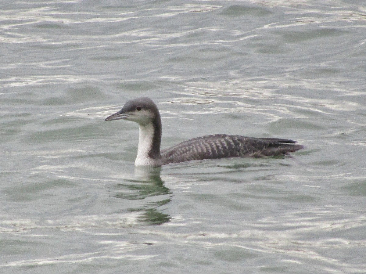 Pacific Loon - ML643798554