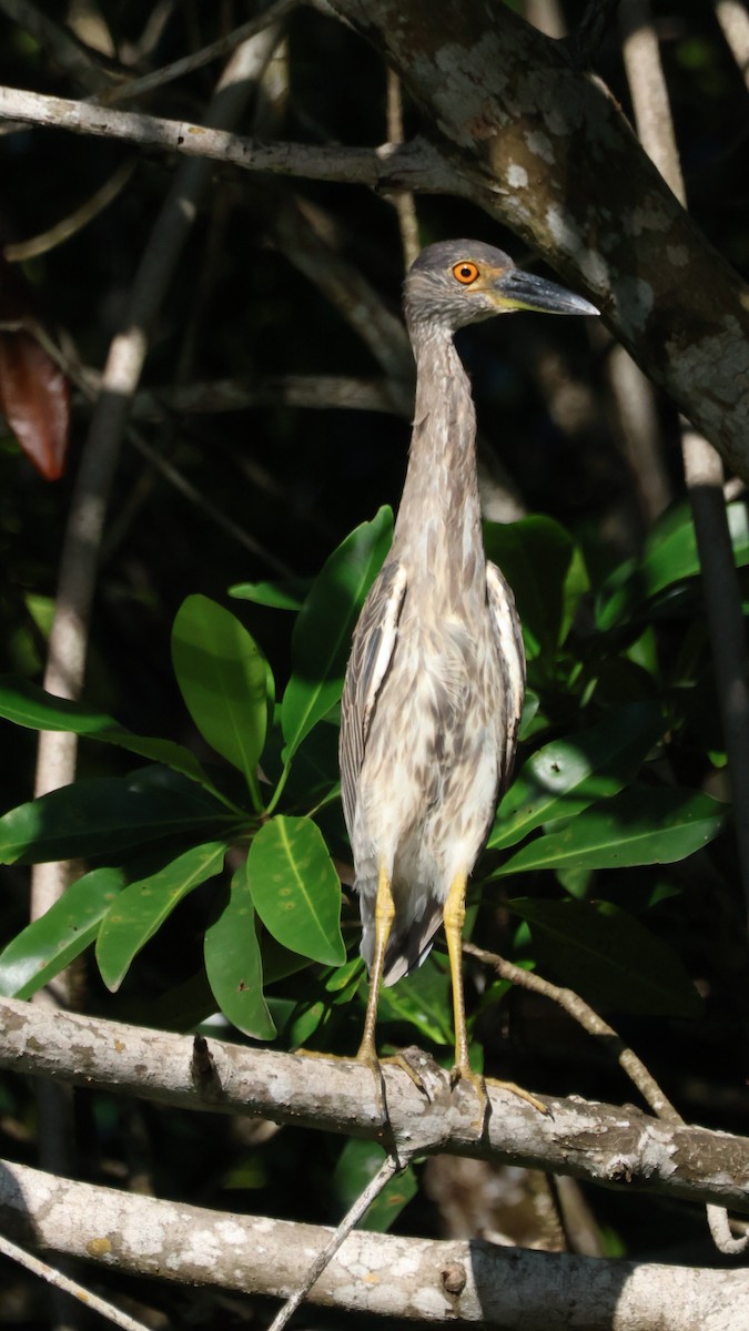 Yellow-crowned Night Heron - ML643798568