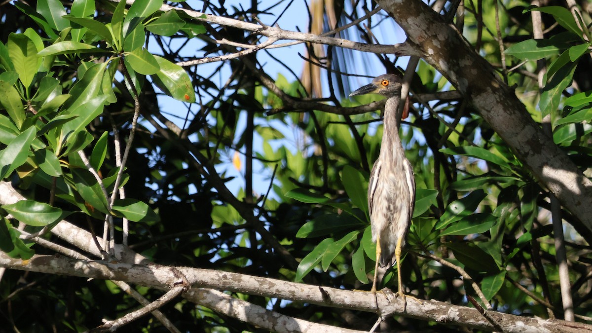 Yellow-crowned Night Heron - ML643798569