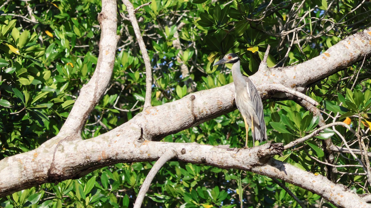 Yellow-crowned Night Heron - ML643798570