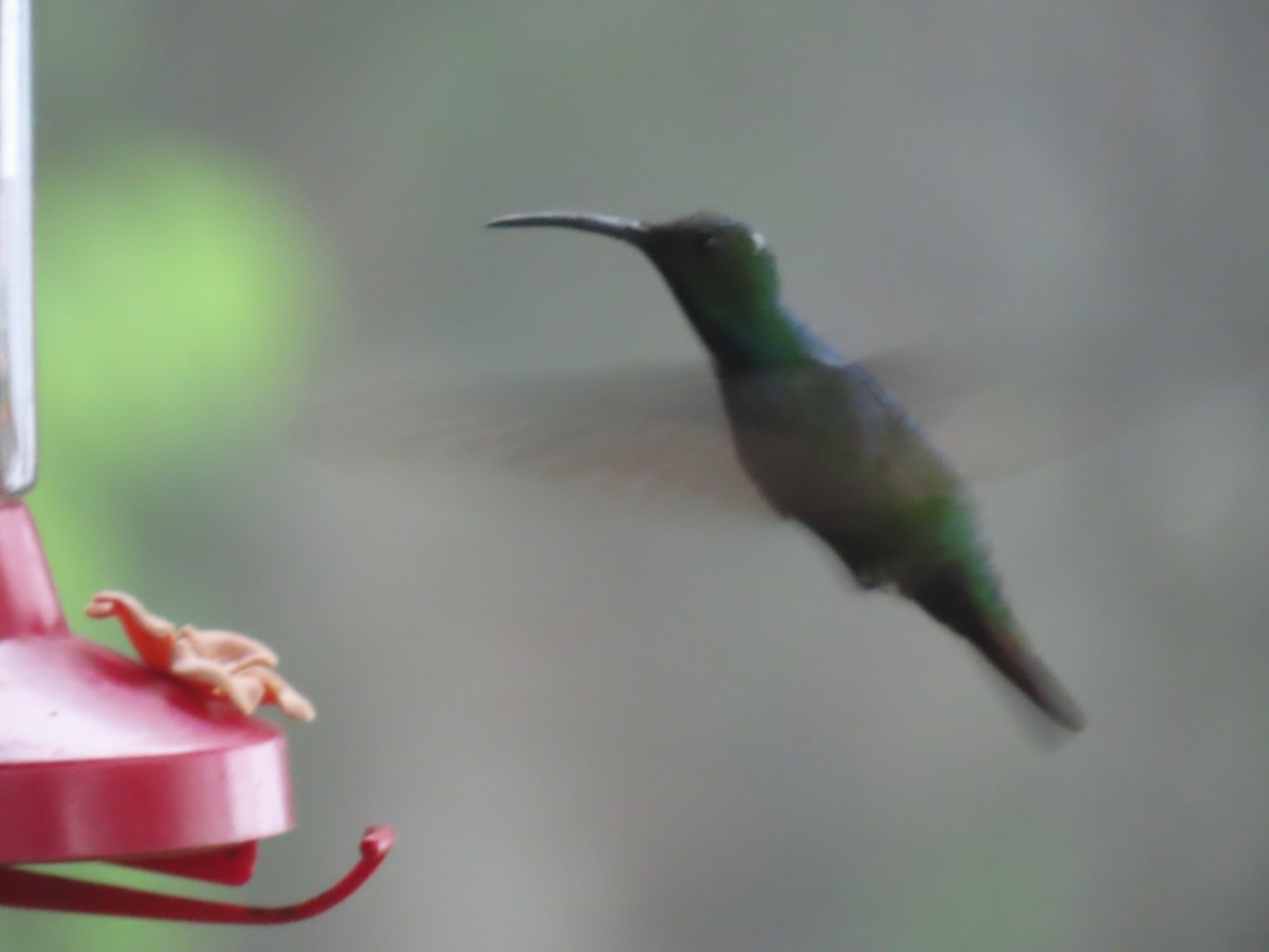 Green-breasted Mango - ML643798573