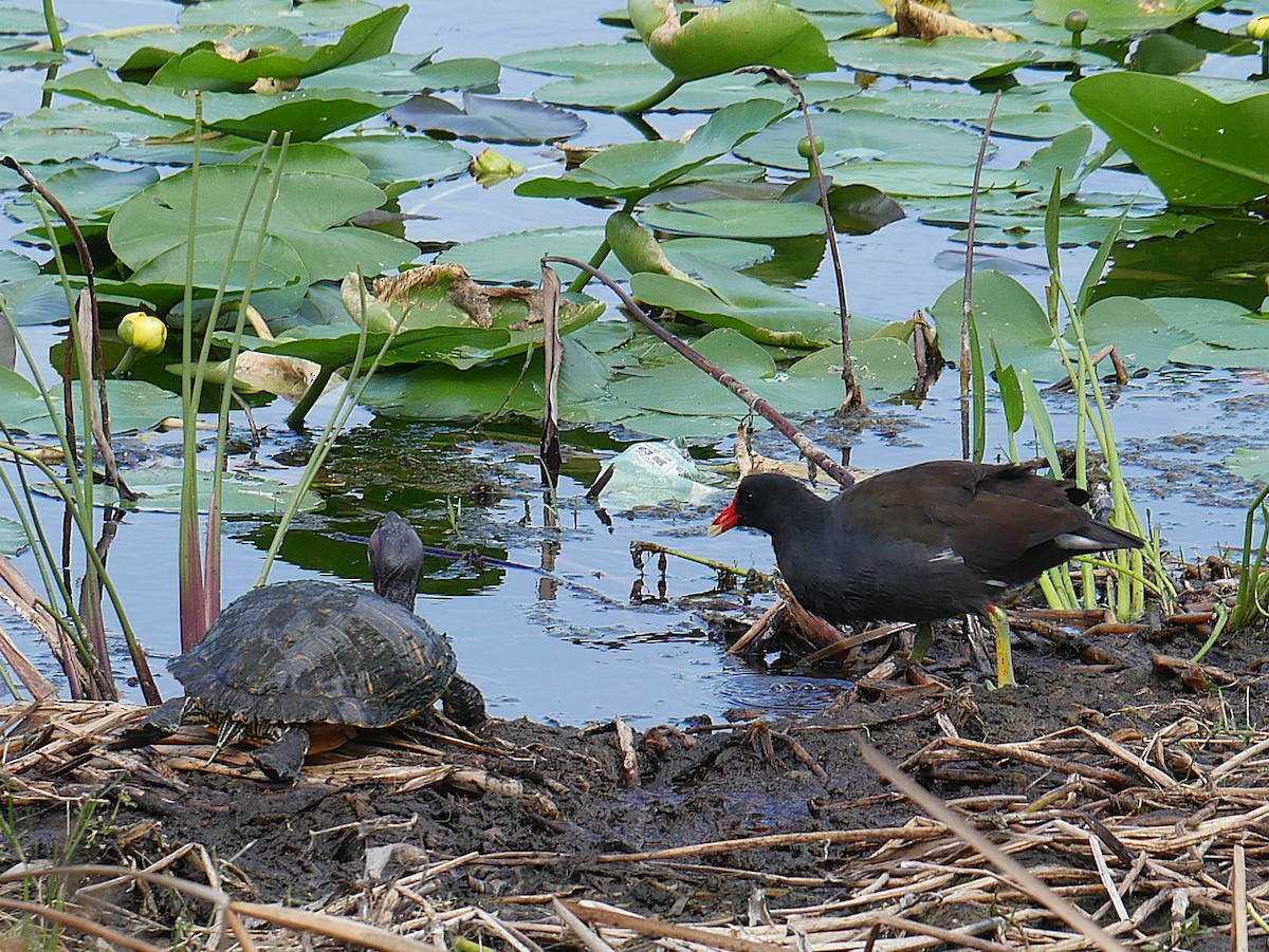 Common Gallinule - ML643798576