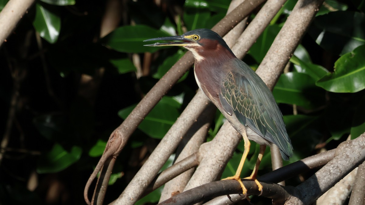 Green Heron - ML643798577