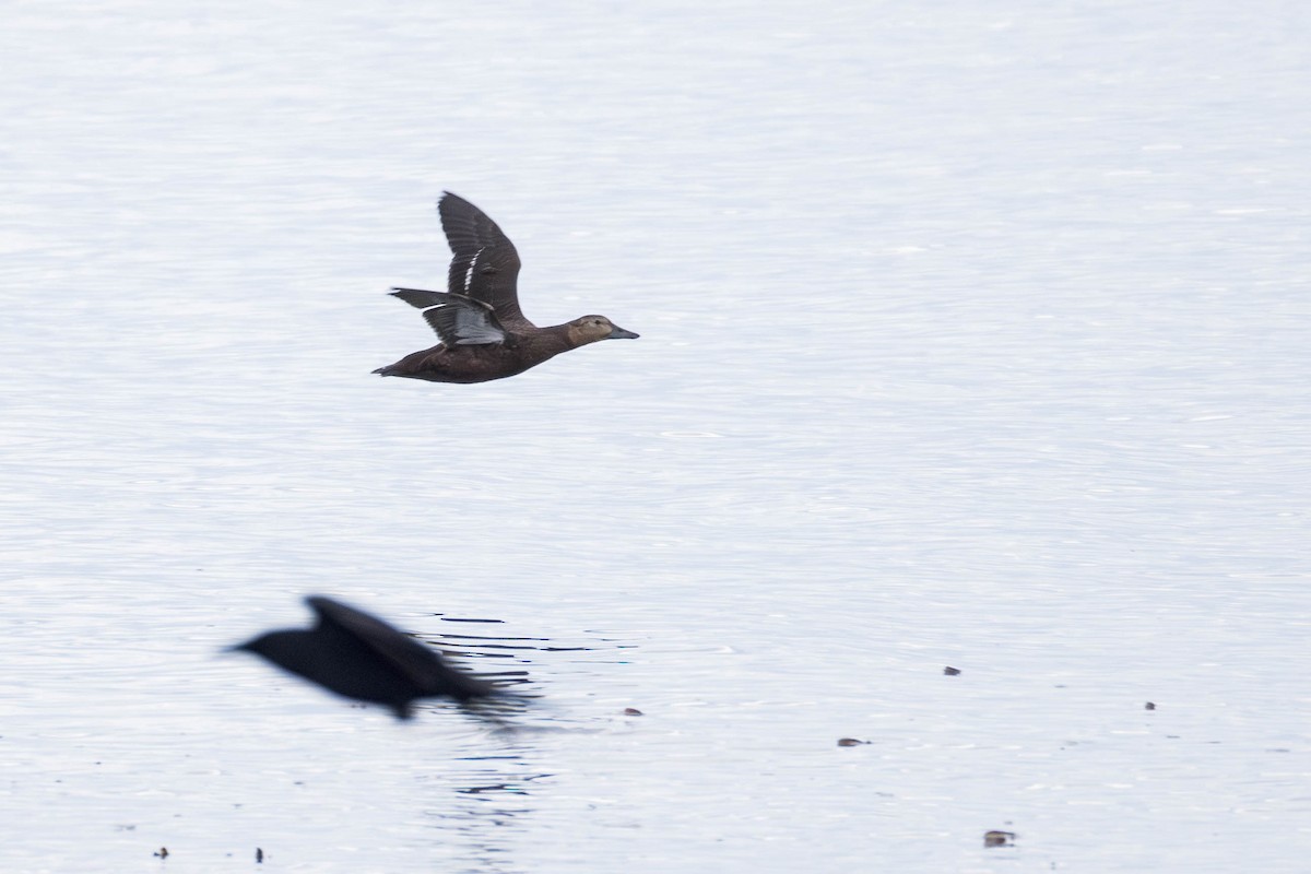 Steller's Eider - ML643798582