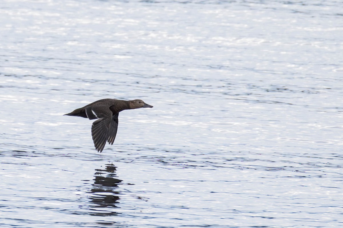 Steller's Eider - ML643798583