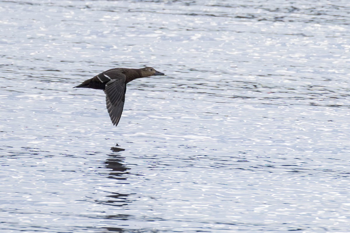 Steller's Eider - ML643798584