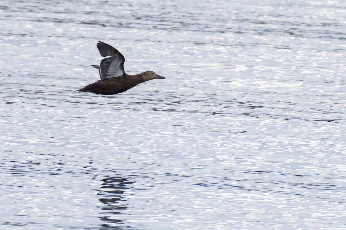Steller's Eider - ML643798585