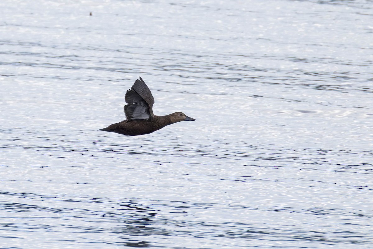 Steller's Eider - ML643798586