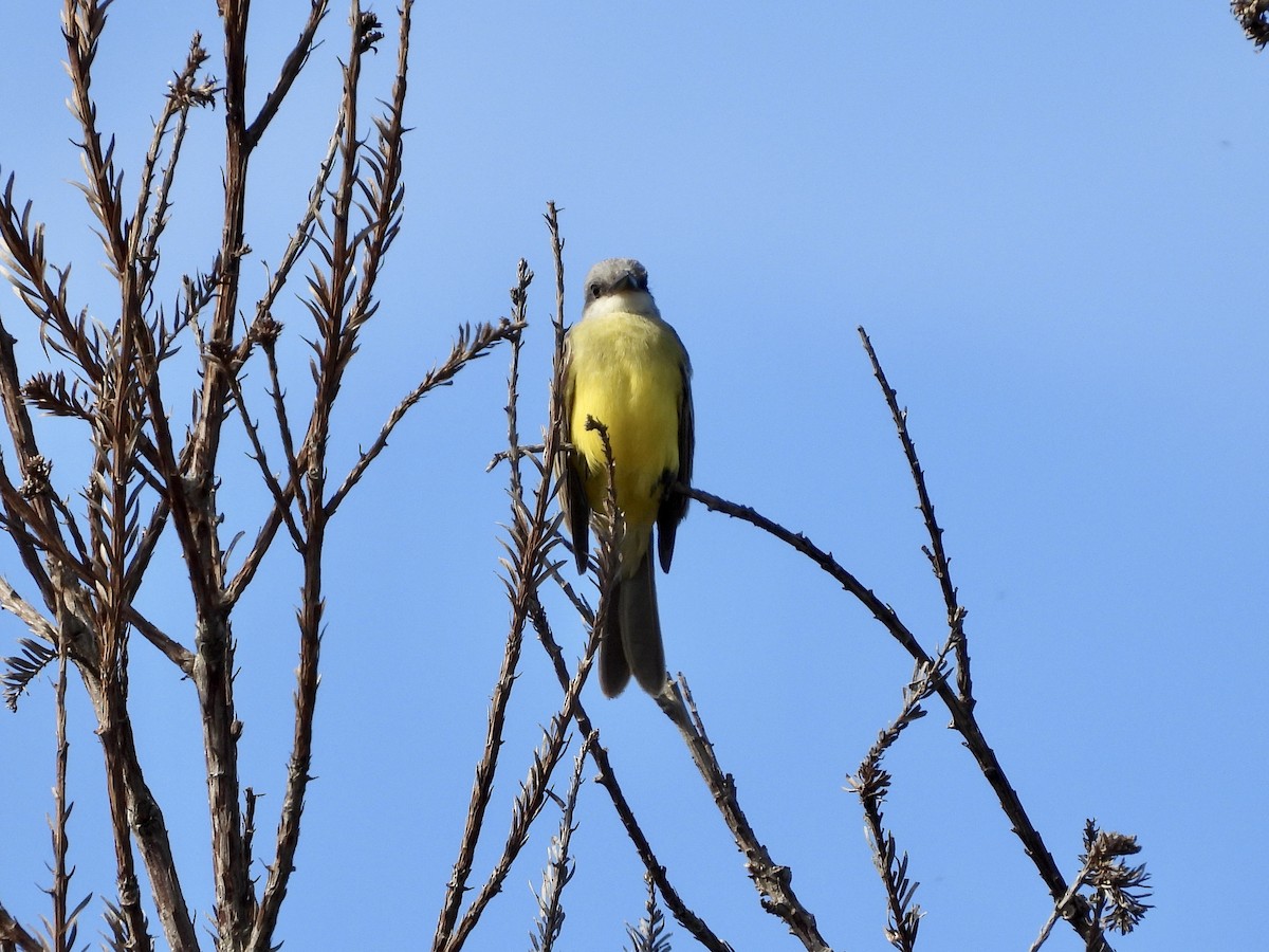 tropekongetyrann - ML643798604