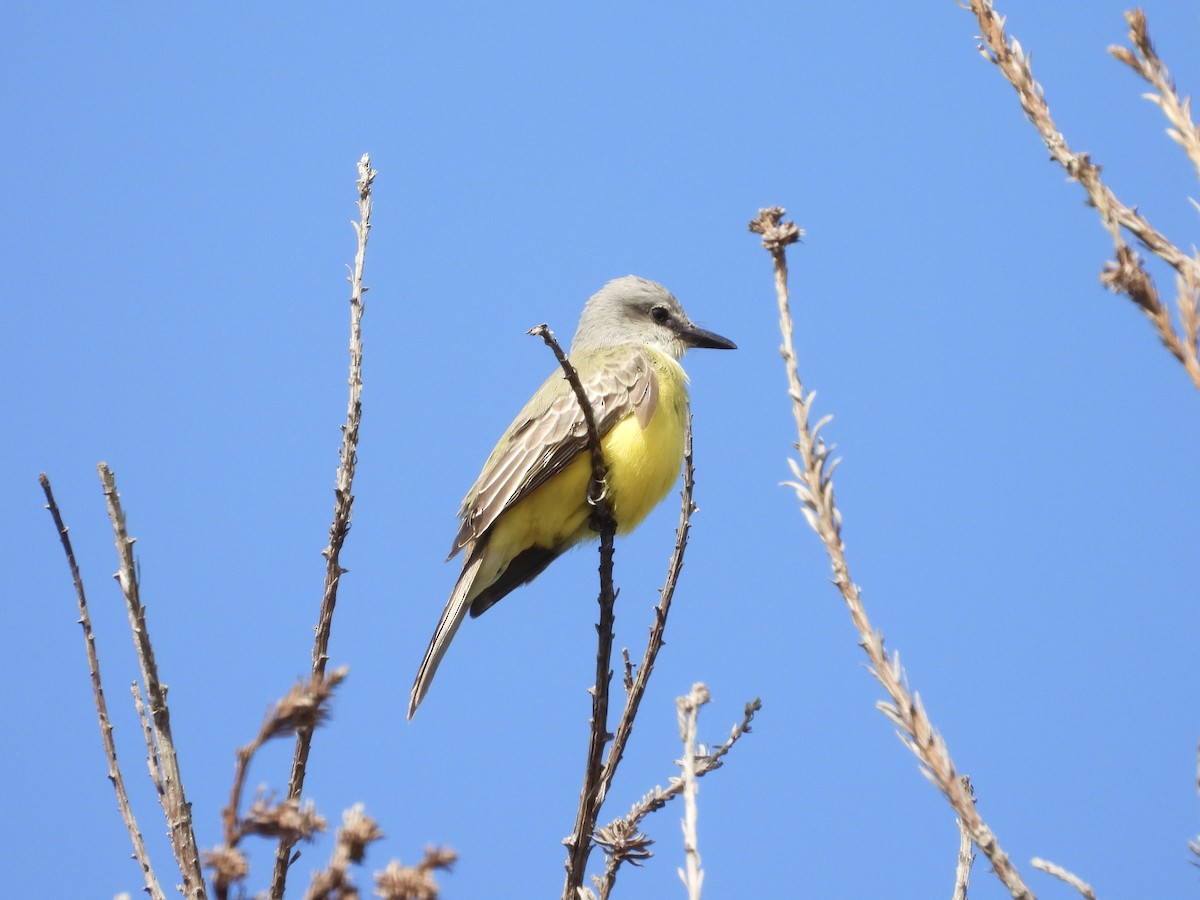 tropekongetyrann - ML643798605