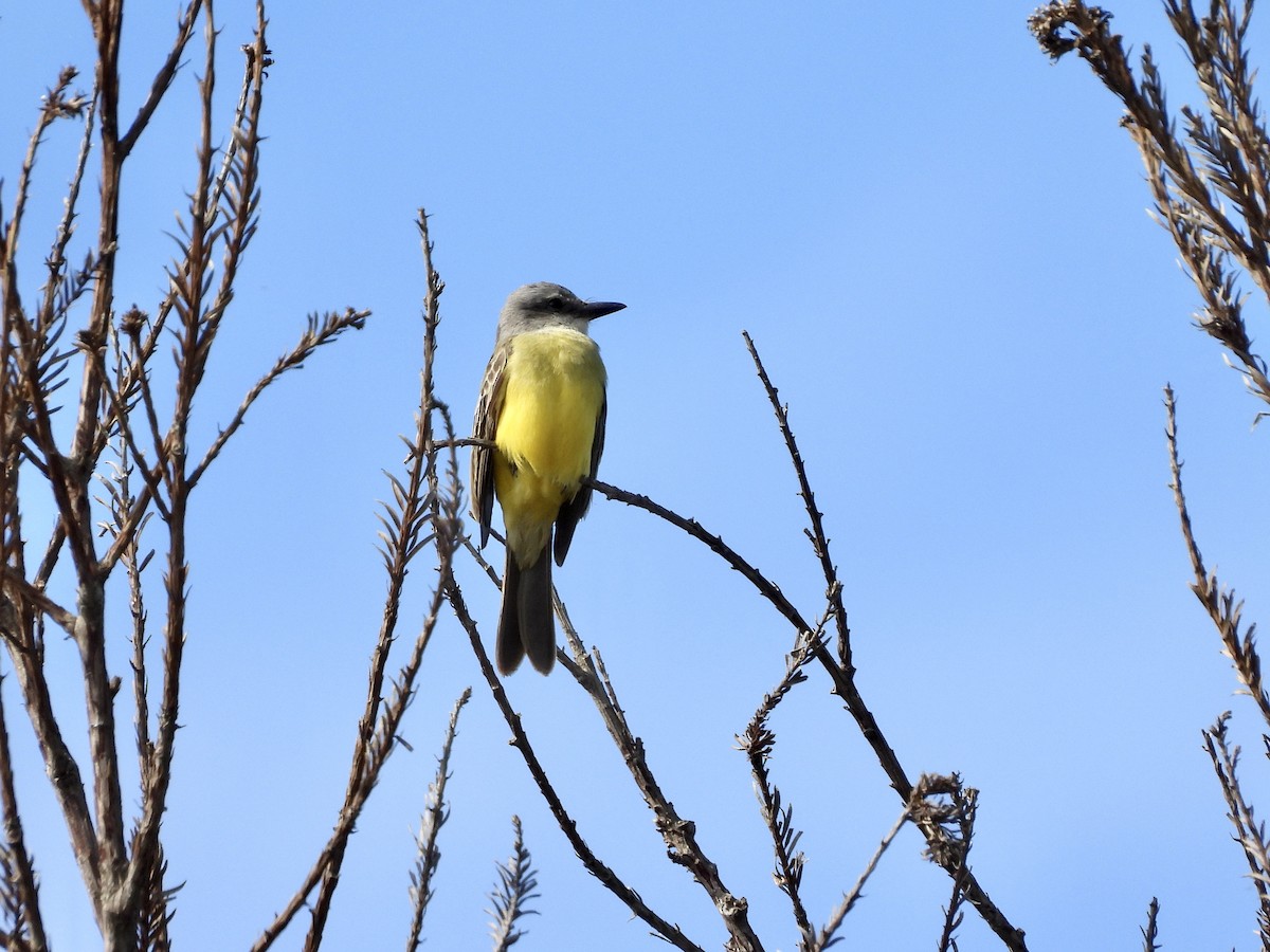 tropekongetyrann - ML643798606