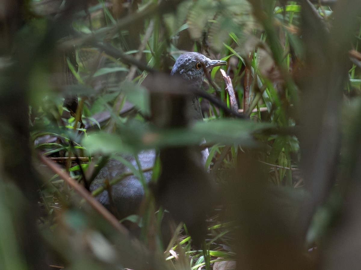 コシギダチョウ - ML643798615