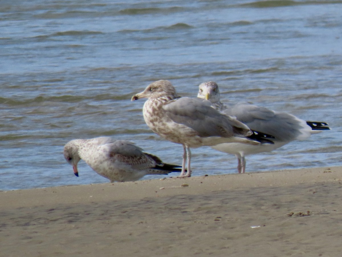 American Herring Gull - ML643798619