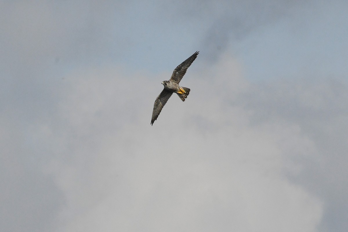 Peregrine Falcon - ML643798620