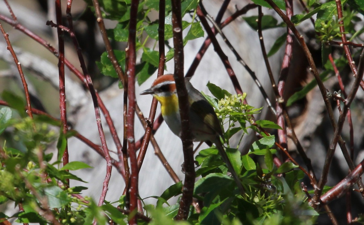 Rufous-capped Warbler - ML643798634