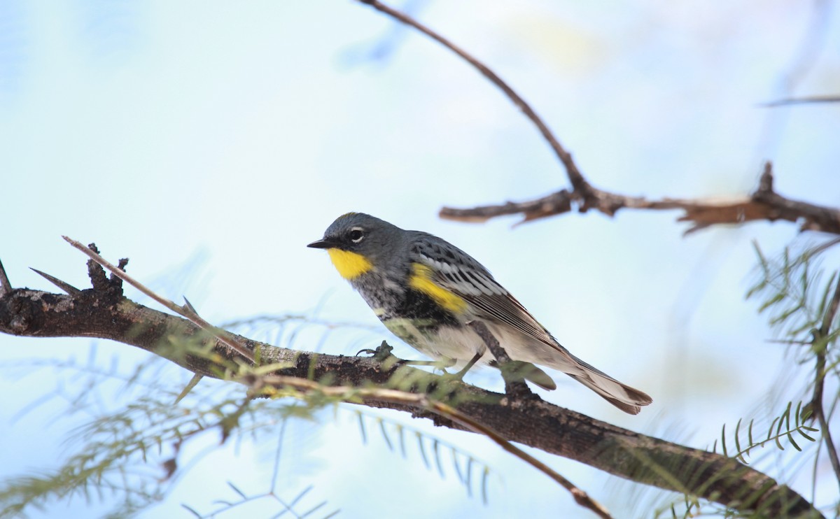 Kronenwaldsänger (Audubonwaldsänger) - ML643798651