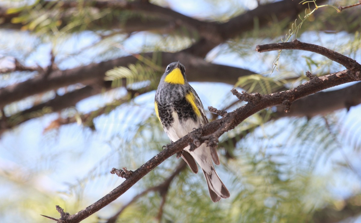 Kronenwaldsänger (Audubonwaldsänger) - ML643798652