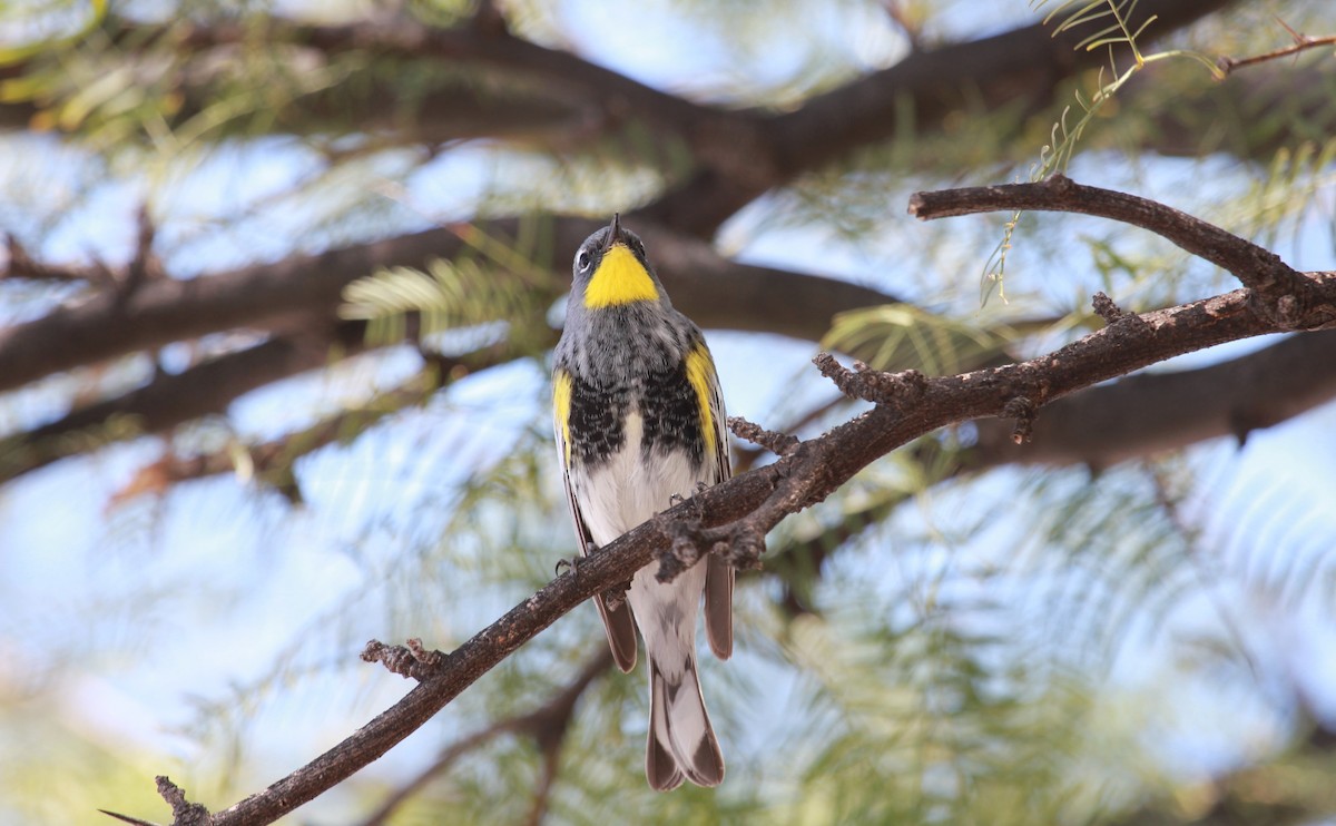 Kronenwaldsänger (Audubonwaldsänger) - ML643798653