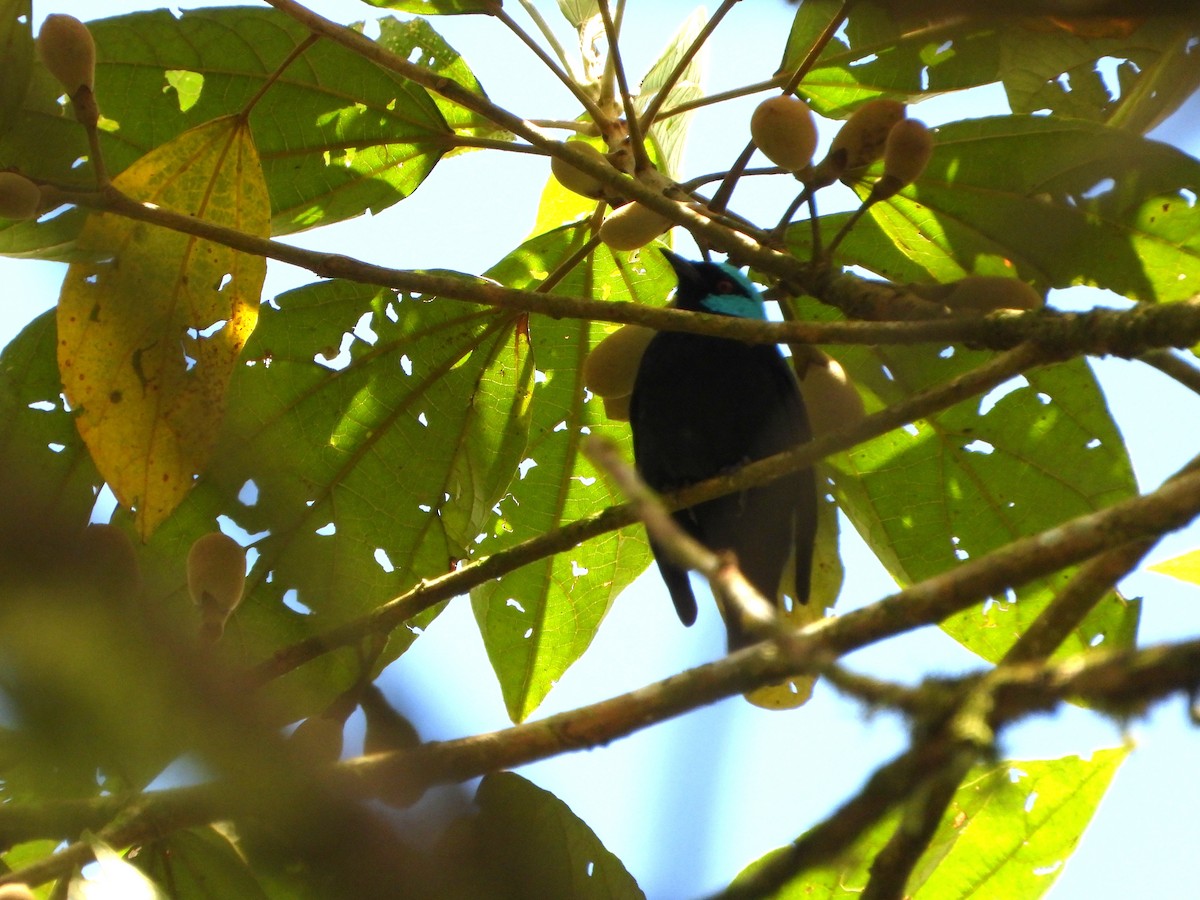 Scarlet-thighed Dacnis - ML643798655