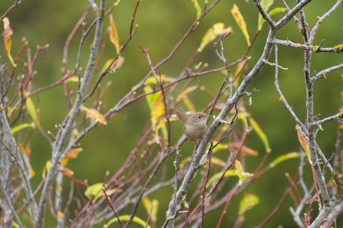 Northern House Wren - ML643798663