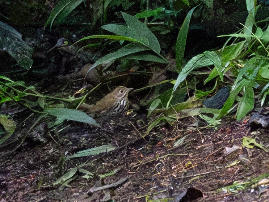 Ovenbird - ML643798668