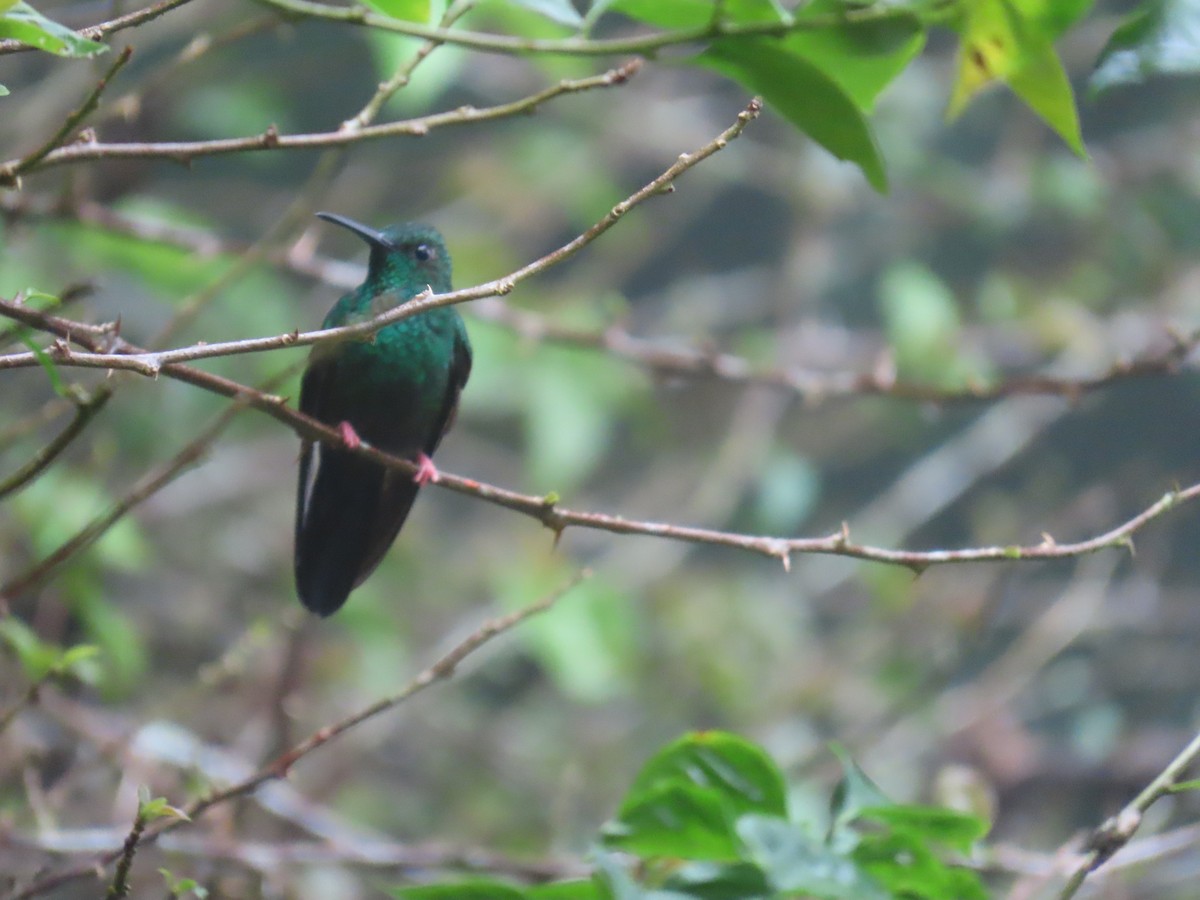 Bronze-tailed Plumeleteer - ML643798675