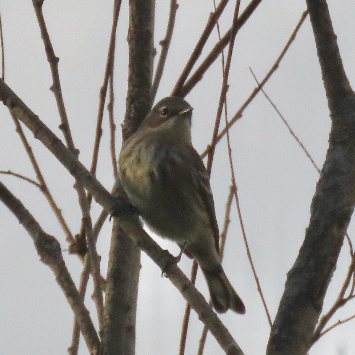 Yellow-rumped Warbler - ML643798678
