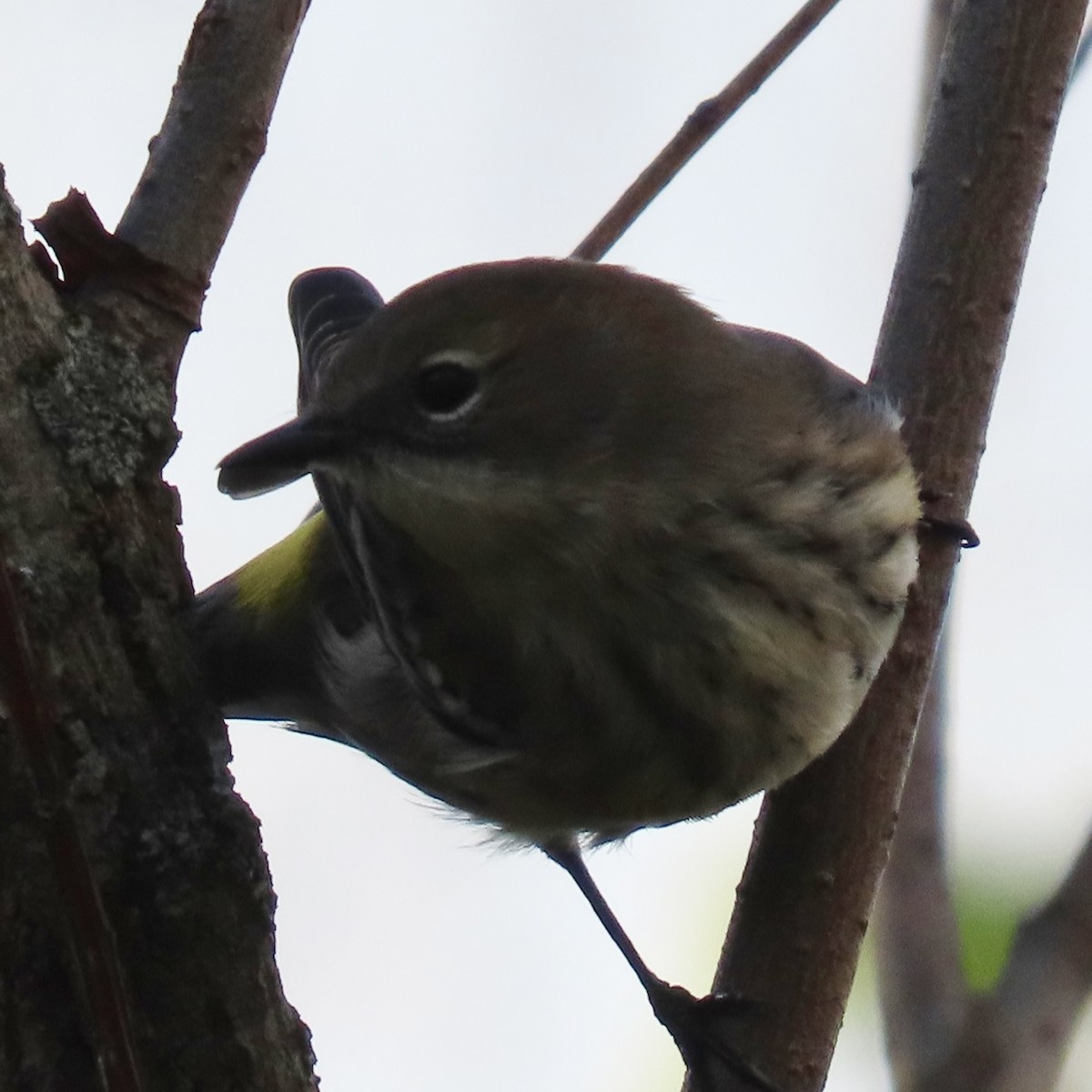 Yellow-rumped Warbler - ML643798679