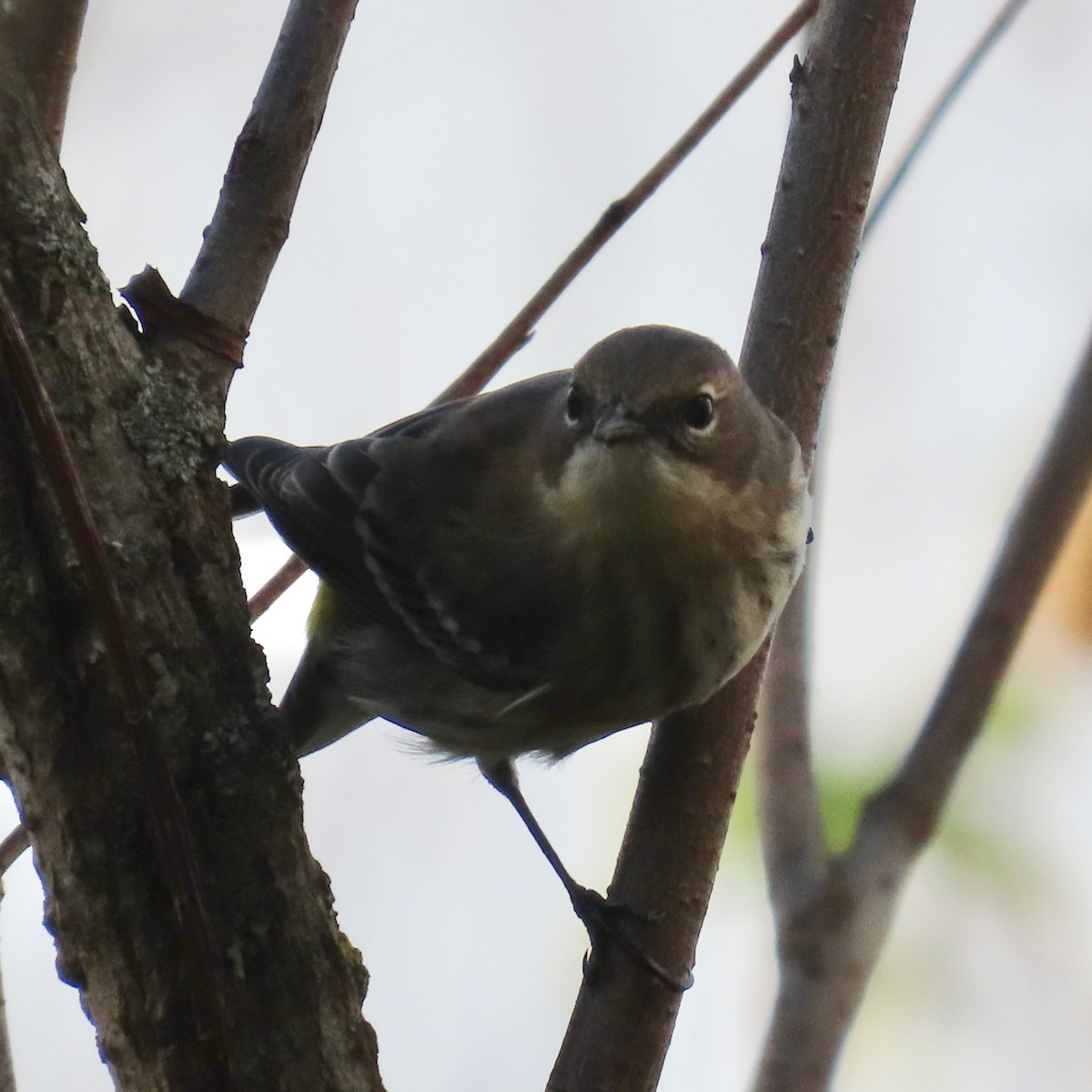 Yellow-rumped Warbler - ML643798680