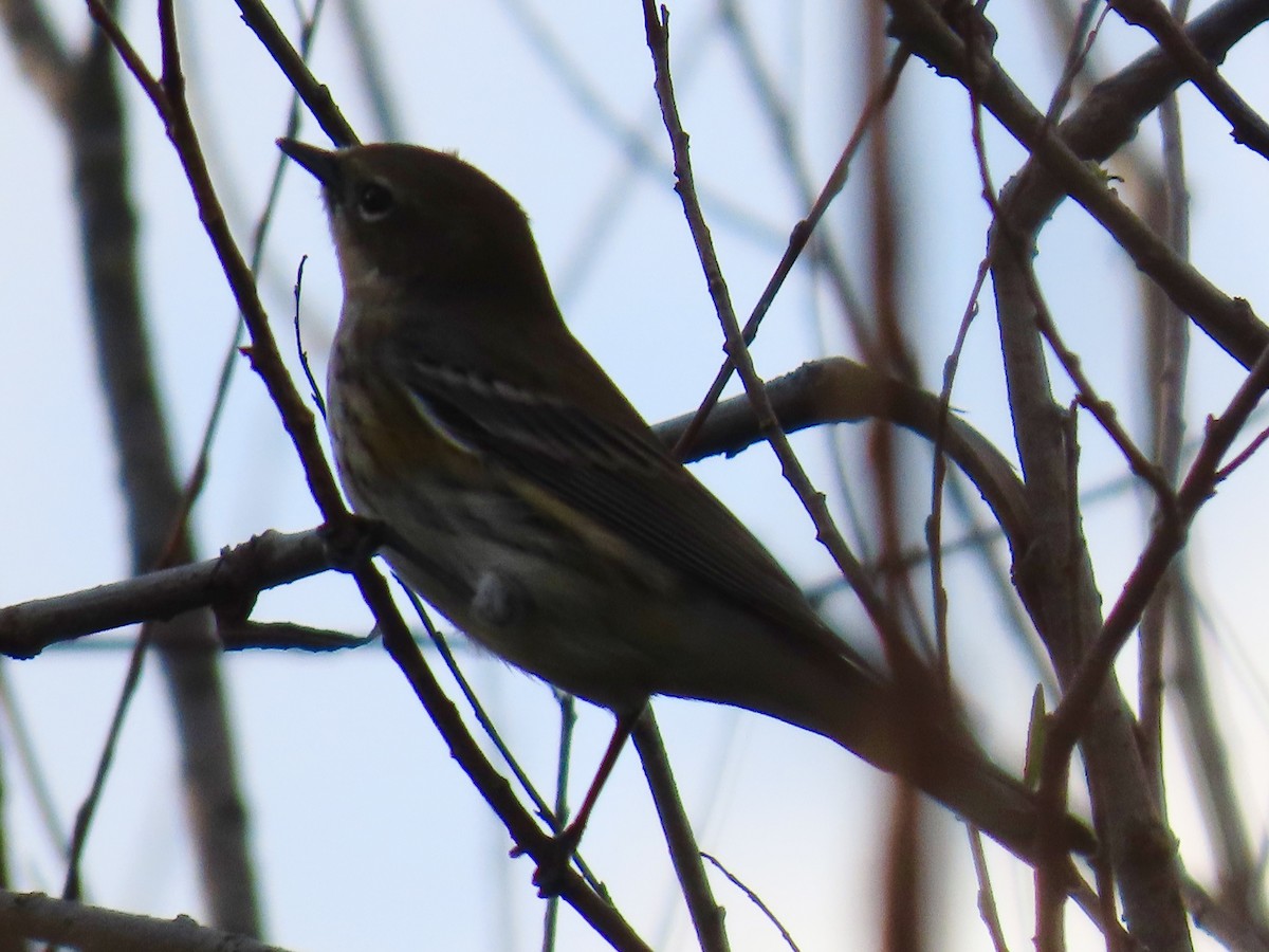 Yellow-rumped Warbler - ML643798681