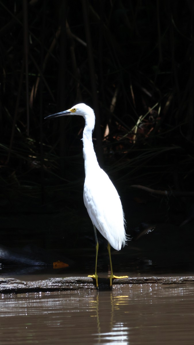 Snowy Egret - ML643798699