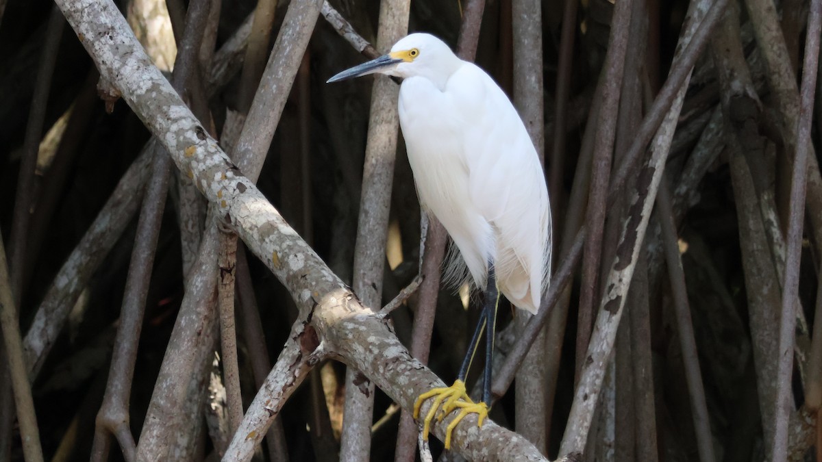 Snowy Egret - ML643798700