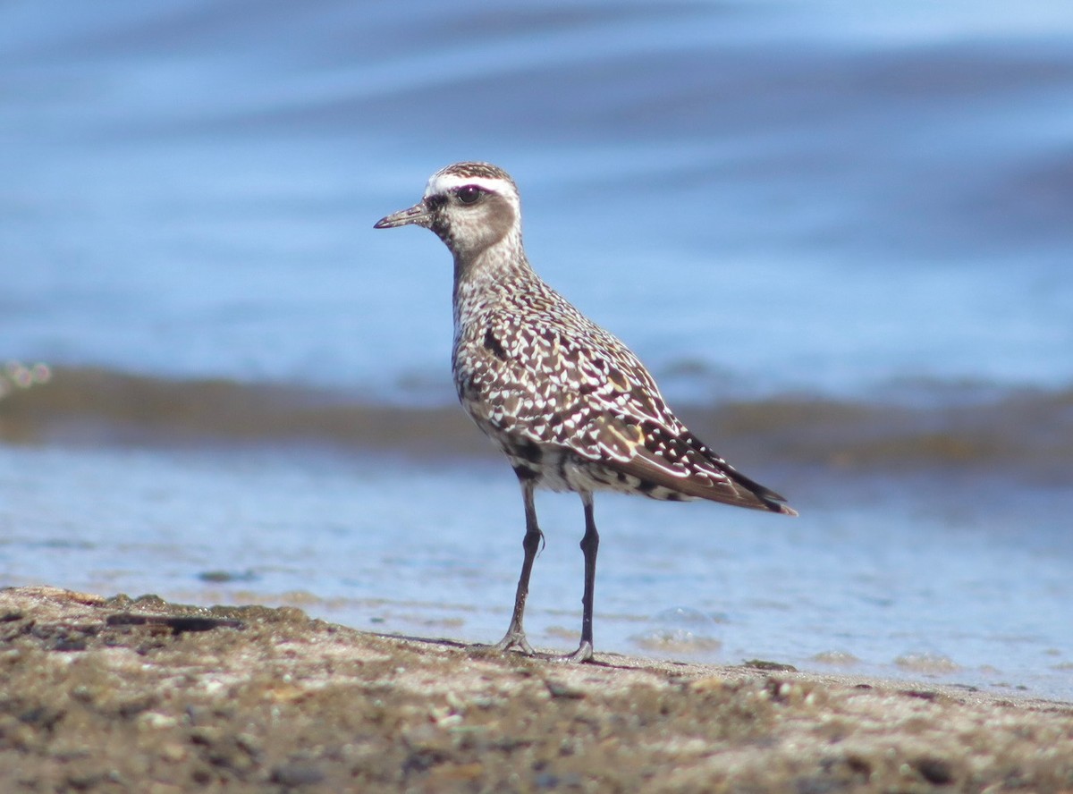 American Golden-Plover - ML643798703